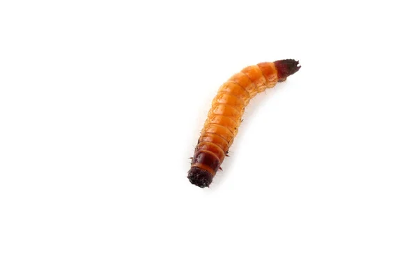 Wireworm Izolowany Białym — Zdjęcie stockowe