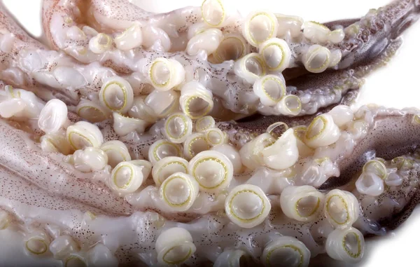 Lulas Tentáculos Fundo Alimentos Para Mar — Fotografia de Stock