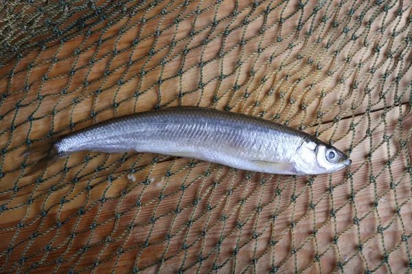 Pesci Puzzolenti Rete Pacific Varietà Pesce Profumato — Foto Stock