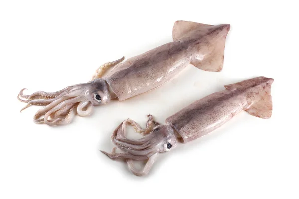 Squids Isolated White — Stock Photo, Image