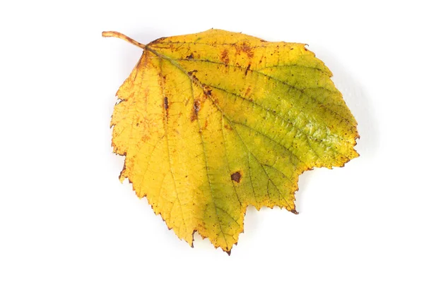 Autumn Hazelnut Leaf Isolated White — Stock Photo, Image