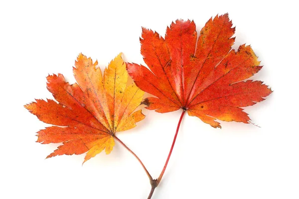 Herbst Blätter Isoliert Auf Weißem Hintergrund — Stockfoto