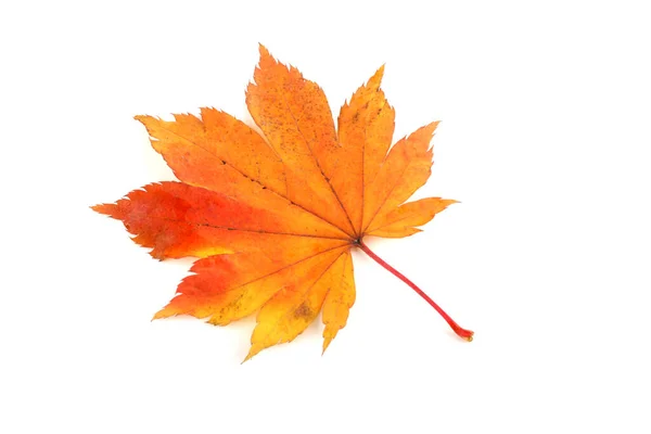 Hoja Amarilla Otoño Aislada Sobre Blanco — Foto de Stock