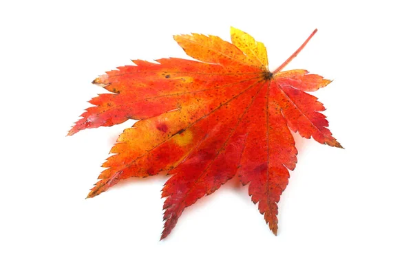 明るい秋の葉の終わり — ストック写真