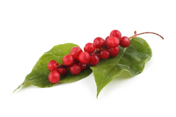 Schisandra Chinensis Isolerad Vitt — Stockfoto