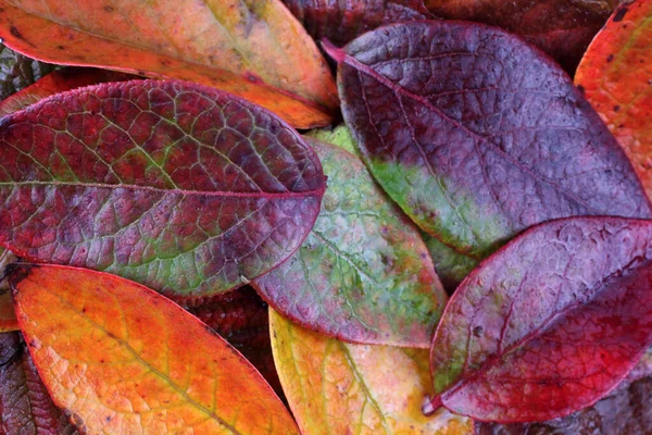 Primer Plano Las Hojas Caídas Otoño — Foto de Stock