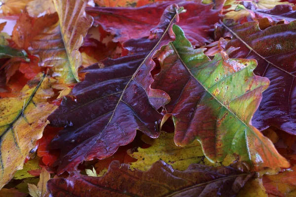 Zbliżenie Jesiennych Liści Teksturowane Tło — Zdjęcie stockowe