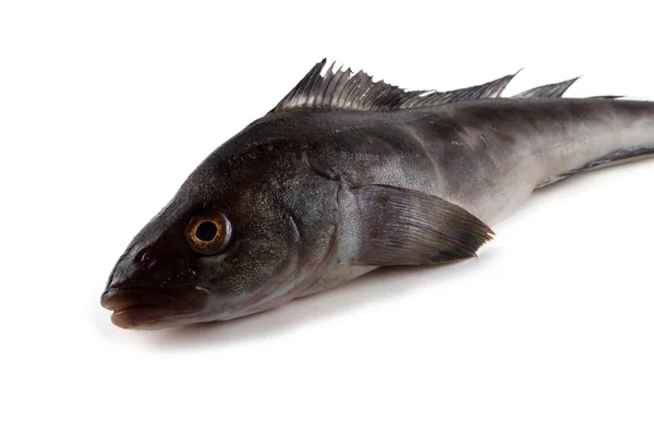 Sea Bass Isolated White — Stock Photo, Image