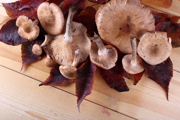 Gros Plan Sur Les Champignons Frais Crus Automne — Photo