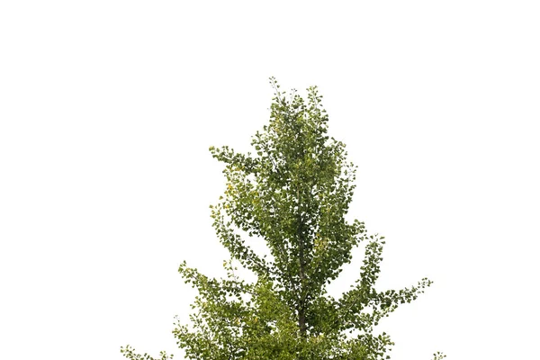 Ginkgo Biloba Ağacı Beyaza Izole Edilmiş — Stok fotoğraf