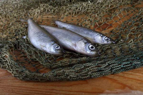 Stinkende Vissen Het Net Pacifische Visvariëteit — Stockfoto