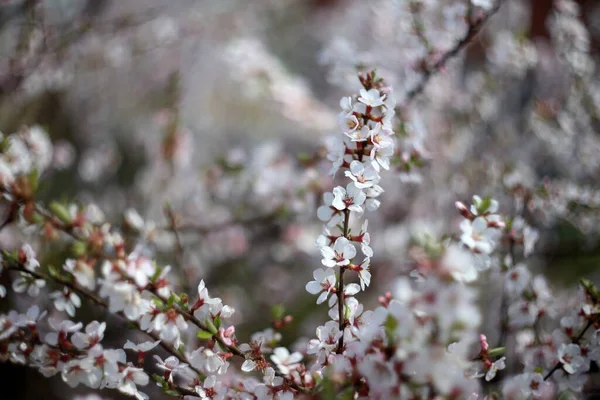 Nanking Cherry Blossom Sakura — Stock fotografie