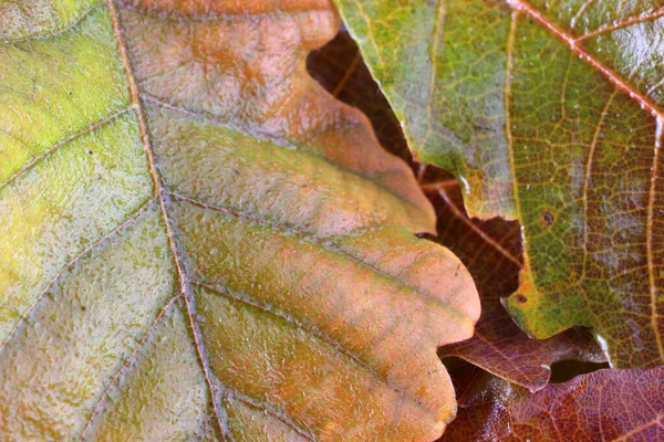 Primo Piano Foglie Autunnali Lucenti — Foto Stock