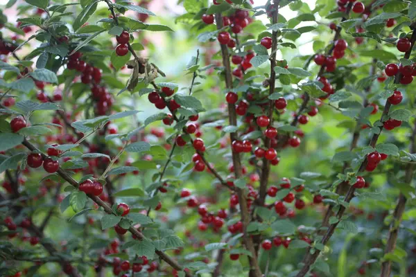 Growing Nanking Cherry Far Eastern Delicacy — Stock Photo, Image