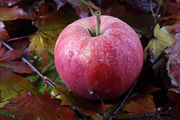 Manzanas Hojas Otoño — Foto de Stock