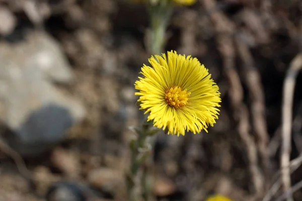 Büyüyen Coltsfoot Tussilago Farfara — Stok fotoğraf