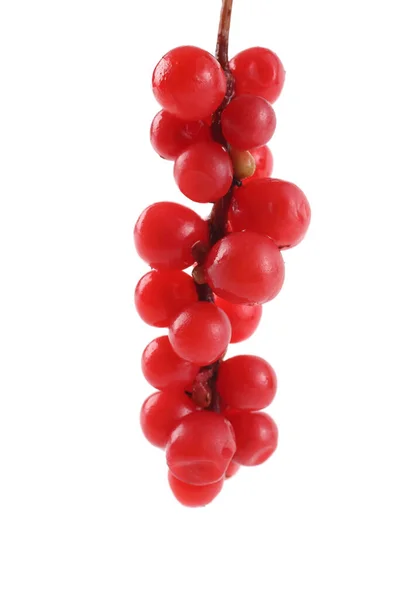 Schisandra Chinensis Fem Mjöl Frukt Magnolia Bär — Stockfoto