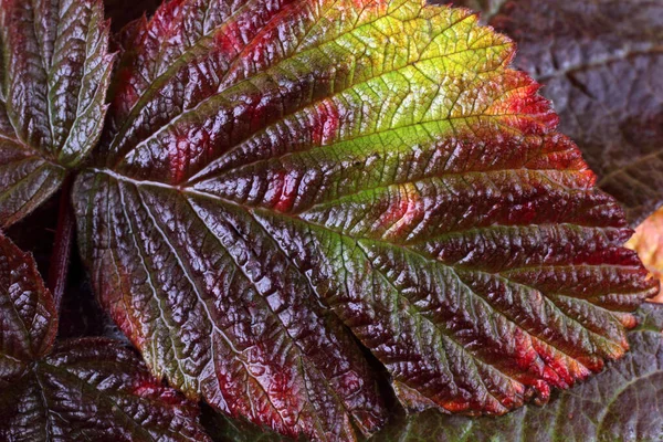 Macro Shot Autumn Leaves — Stock Photo, Image