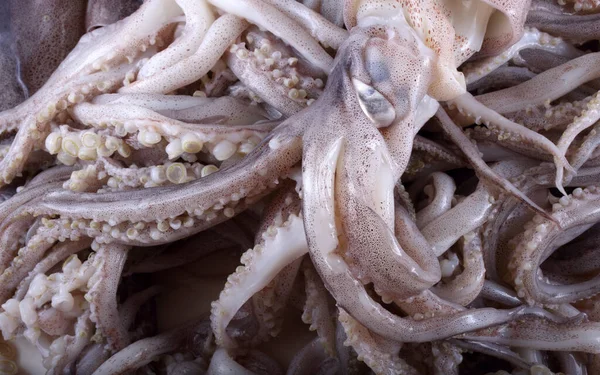 Calamari Tentacoli Sfondo Frutti Mare — Foto Stock