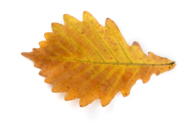 Otoño Roble Hojas Aisladas Sobre Fondo Blanco — Foto de Stock