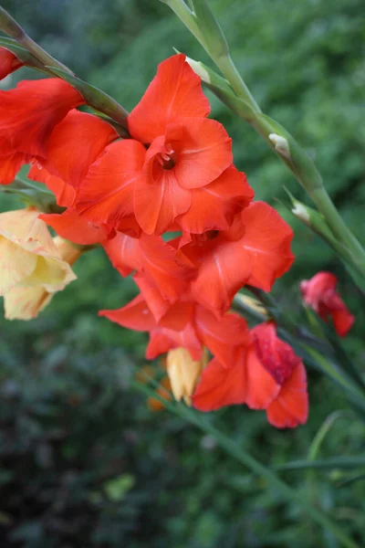 花を間近に見ることができ — ストック写真