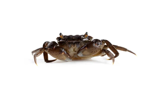 Little Crab Big Claws — Stock Photo, Image
