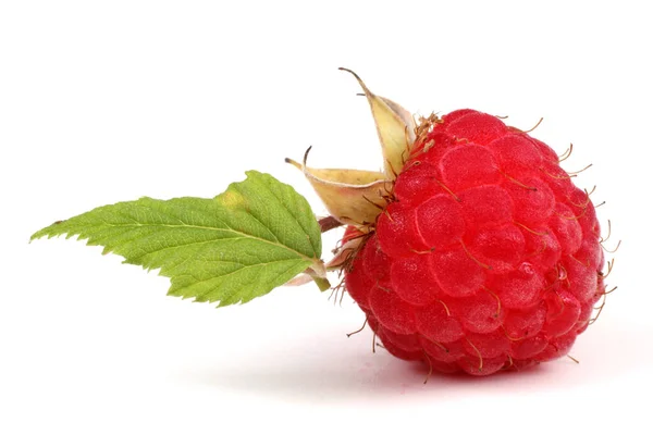 Framboises Mûres Isolées Sur Fond Blanc — Photo