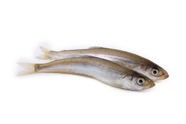 Pescado Olfateado Asiático Aislado Blanco — Foto de Stock