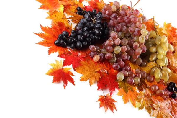 Bouquet Raisins Frais Sur Les Feuilles Automne Isolé Sur Blanc — Photo