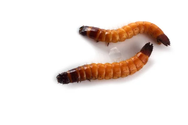 Fehér Alapon Izolált Wireworms — Stock Fotó