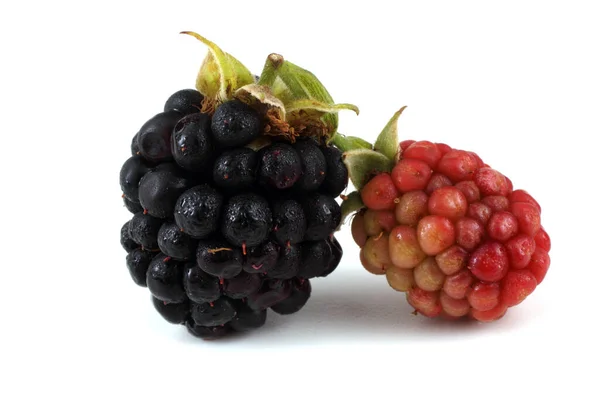 新鲜的黑莓收获 靠近点 — 图库照片