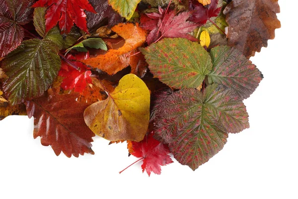 Gros Plan Des Feuilles Automne Tombées — Photo