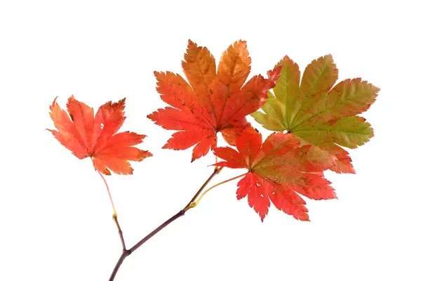 Herbst Blätter Isoliert Auf Weißem Hintergrund — Stockfoto