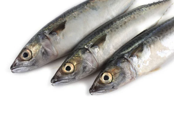 Chub Mackerel Тихоокеанський Mackerel Saba — стокове фото