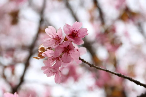 Close Amazing Blooming Flowers — Stock Photo, Image