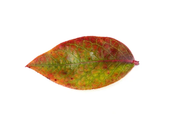 Podzimní Borůvkový List Izolovaný Bílém — Stock fotografie