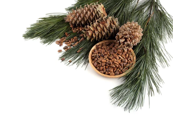 Cedar Pine Nuts Delicacy Stock Image