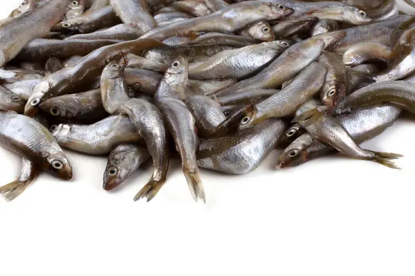 Asian Smelt Fish Isolated White Stock Image