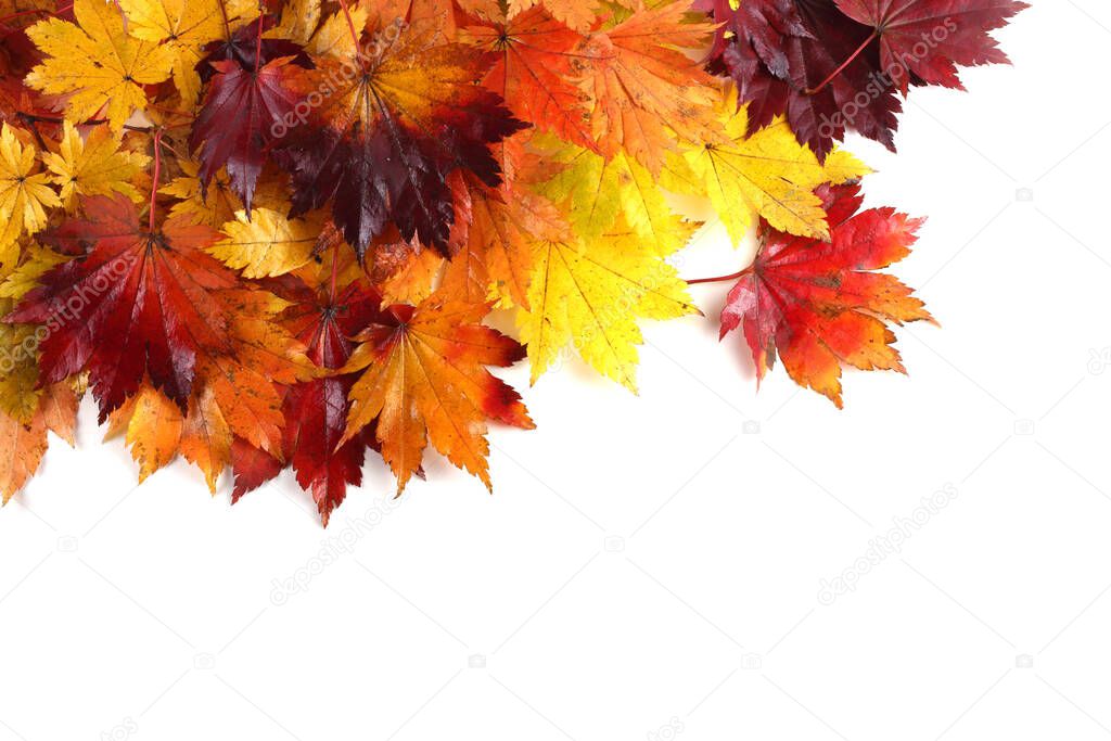 autumn leaves isolated on white background