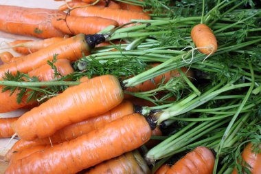Masada havuç var. Ülke biçimi