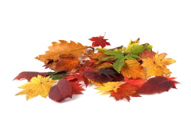 Düşen sonbahar yapraklarını kapatın.