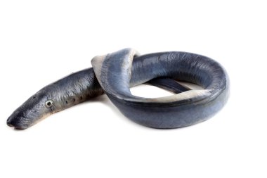 Lamprey balığı. - Vampir. Balık kanı içiyor. Bu balık çok lezzetli.