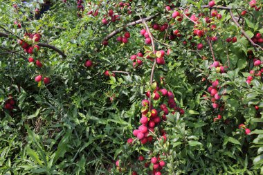 Ağaçta kırmızı erikler