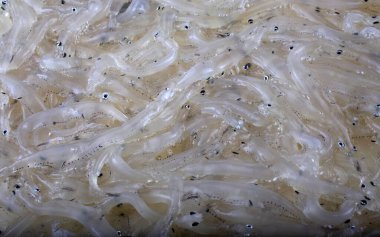 Japanese icefish (Salangichthys microdon) clipart