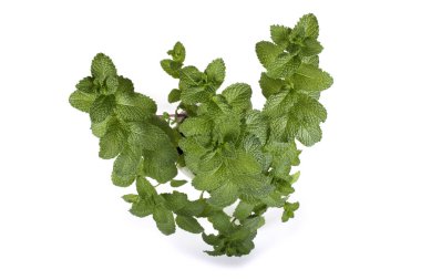 Beyaz arkaplanda nane yaprakları