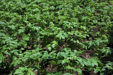 Patates yetiştiriyorum. Sahada patates hasadı