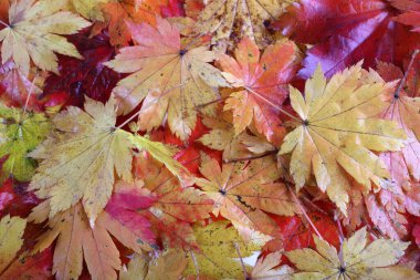 Sonbahar yapraklarını kapatın. Desenli arkaplan