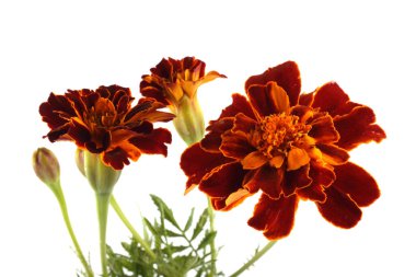 beyaz arkaplanda izole edilmiş kadife çiçekleri