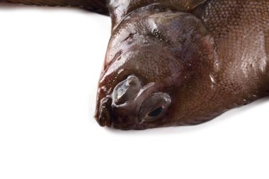 Düz başlı taban (Hipoglossoides elassodon) beyaz üzerinde izole