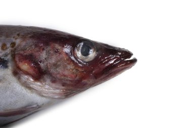 Beyaz arkaplanda Pollock